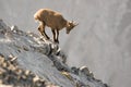 Young capricorn is standing on a rock Royalty Free Stock Photo