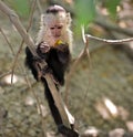 Young capuchin monkey in the jungle.