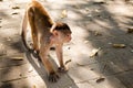 A young capuchin monkey walking on the street Royalty Free Stock Photo