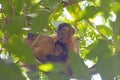 Young Capuchin Monkeys Hugging in the trees