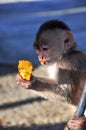 A young capuchinne monkey eating papaya Royalty Free Stock Photo