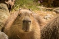 Young Capybara Cute Face Sleeping In Sun