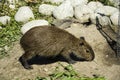 The young Capybara eats on a sunny day