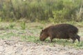 Young capybara, hydrochoerus hydrochaeris, in Palmar National Park, Argentina Royalty Free Stock Photo