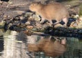 Young Capybara with reflection