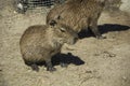 Young Capybara sitting on the ground