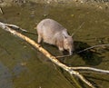 Young Capybara in a pond Royalty Free Stock Photo