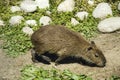 Young Capybara on a sunny day