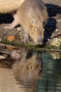 Young Capybara taking a drink