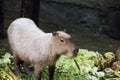 Young capybara