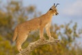 Young Caracal (Felis caracal) South Africa Royalty Free Stock Photo