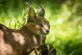 Caracal Lollygagging In Sun