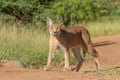 Young Caracal in South Africa