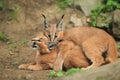 Young caracals Royalty Free Stock Photo