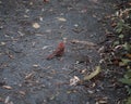 Young Cardinal bird in the woods Royalty Free Stock Photo