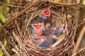 Young cardinal chicks in nest, Cardinalis Cardinalis