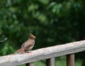 Really Young Cardinal Looking Cute On A Deck Railing