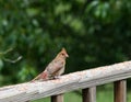 Really Young Cardinal Sitting On The Railing Of A Deck Getting Ready To Eat Some Seed