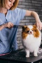 Careful professional groomer handle with pet spitz in salon Royalty Free Stock Photo