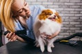 Careful professional groomer handle with pet spitz in salon Royalty Free Stock Photo