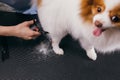 Careful professional groomer handle with pet spitz in salon Royalty Free Stock Photo