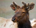 Young Caribou head