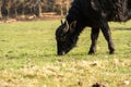 Young carpathian water buffalo while grazing on the grass field Royalty Free Stock Photo