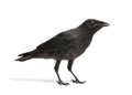 Young Carrion Crow - Corvus corone (3 months) Royalty Free Stock Photo