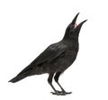 Young Carrion Crow - Corvus corone (3 months)