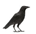 Young Carrion Crow - Corvus corone (3 months) Royalty Free Stock Photo