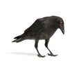 Young Carrion Crow - Corvus corone (3 months) Royalty Free Stock Photo