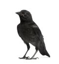 Young Carrion Crow - Corvus corone (3 months) Royalty Free Stock Photo