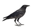 Young Carrion Crow - Corvus corone (3 months) Royalty Free Stock Photo