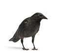 Young Carrion Crow - Corvus corone (3 months) Royalty Free Stock Photo