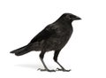 Young Carrion Crow - Corvus corone (3 months) Royalty Free Stock Photo