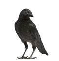 Young Carrion Crow - Corvus corone (3 months) Royalty Free Stock Photo