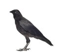 Young Carrion Crow - Corvus corone (3 months) Royalty Free Stock Photo