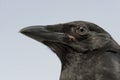 Young Carrion Crow - Corvus corone (4 months) Royalty Free Stock Photo