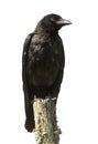 Young Carrion Crow - Corvus corone (4 months) Royalty Free Stock Photo