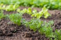 Young carrot plant sprouting out of soil on a vegetable bed Royalty Free Stock Photo