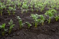Young carrot seedlings on the farm. Royalty Free Stock Photo