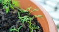 Young carrot sprout growing in a container garden, on a patio, outdoors in summer time. Growing root vegetables hobby