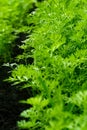 Young carrot tops, growing in the open ground. Royalty Free Stock Photo