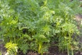 Young carrots grow in the garden.Juicy green carrot tops Royalty Free Stock Photo