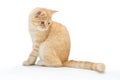 Young, carroty cat isolated on a white background