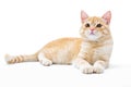 Young, carroty cat isolated on a white background Royalty Free Stock Photo