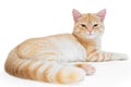 Young, carroty cat isolated on a white background