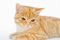 Young, carroty cat isolated on a white background