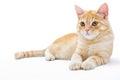 Young, carroty cat isolated on a white background