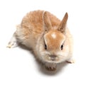 young carroty rabbit on white Royalty Free Stock Photo